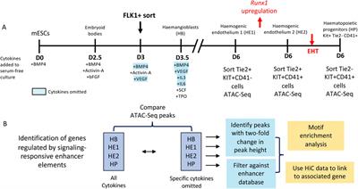 Regulation of developmentally controlled enhancer activity by extrinsic signals in normal and malignant cells: AP-1 at the centre